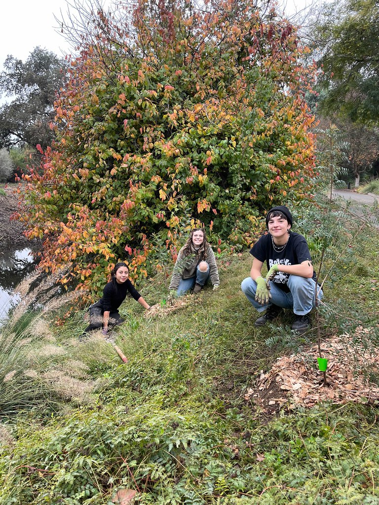 Urban Tree Stewardship Planting 1