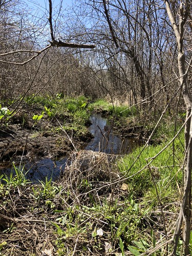 wetlands